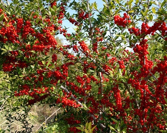 Yaupon Holly Seeds – 'Will Fleming' Thornless Variety, Grow Your Own Tea (20 Seeds)