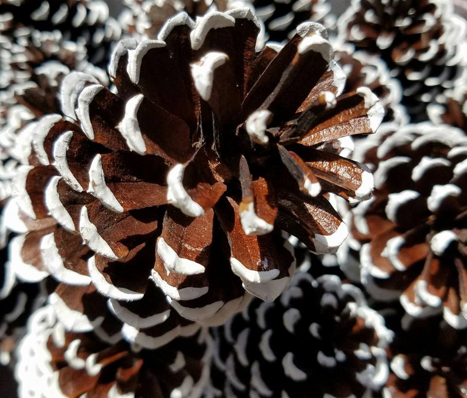 White Snow Tipped Pine Cones, Frosted Pine Cones, Christmas Pine Cones , Pine  Cone Ornament, Holiday DIY, Winter Wedding DIY 
