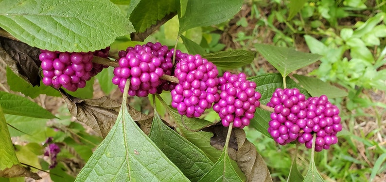 MagnoliaFloralTexas American Beauty Berry Seeds - Thumbnail 2