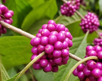 American Beauty Berry 25 berries = 100 seeds - Beautyberry - Ships fast from the USA- Callicarpa Americana -