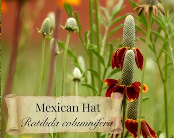 FREE SHIPPING Fresh Harvest Mexican Hat Seeds Ratibida columnifera, hand-collected native prairie wildflower, 100 seeds, no pesticides