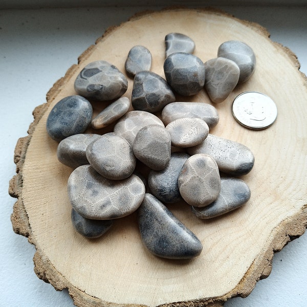 Tumbled Petoskey Stone (One Stone)