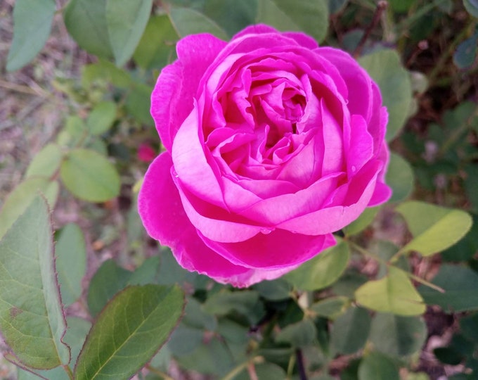 Rosadamascena damask Rose Rose of Castile 3 Cuttings Etsy