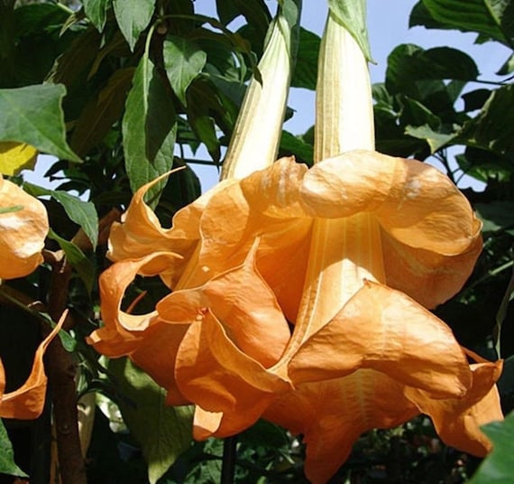 Brugmansia angels Trumpet 2 Double Peach Rooted Cuttings Etsy Canada