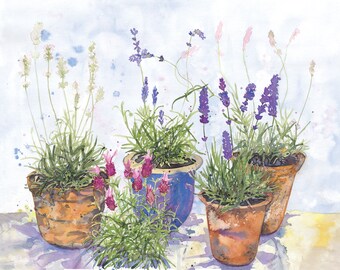 Lavender garden. Limited edition artist signed giclee print on archival paper, A3.