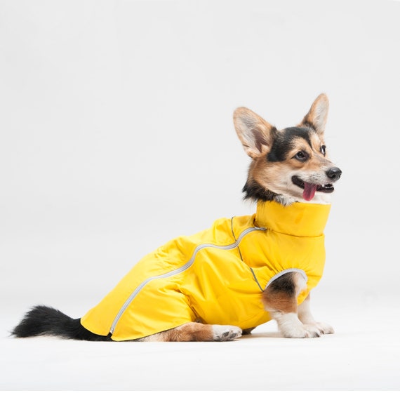 corgi raincoat