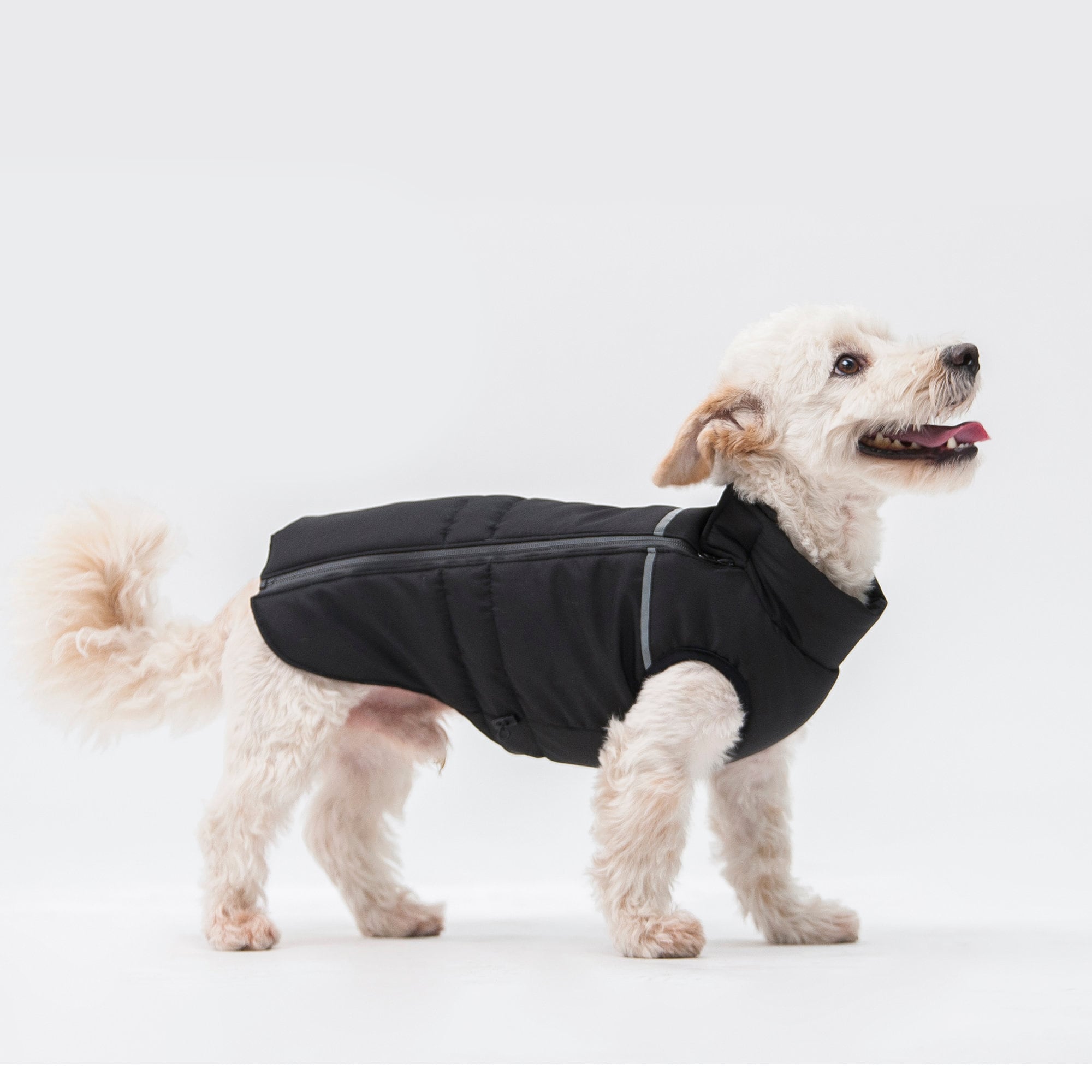 Dackel Kleidung T-Shirt - Hundebekleidung Für Mini Dackel & Langrücken, Elfenbeinfarben