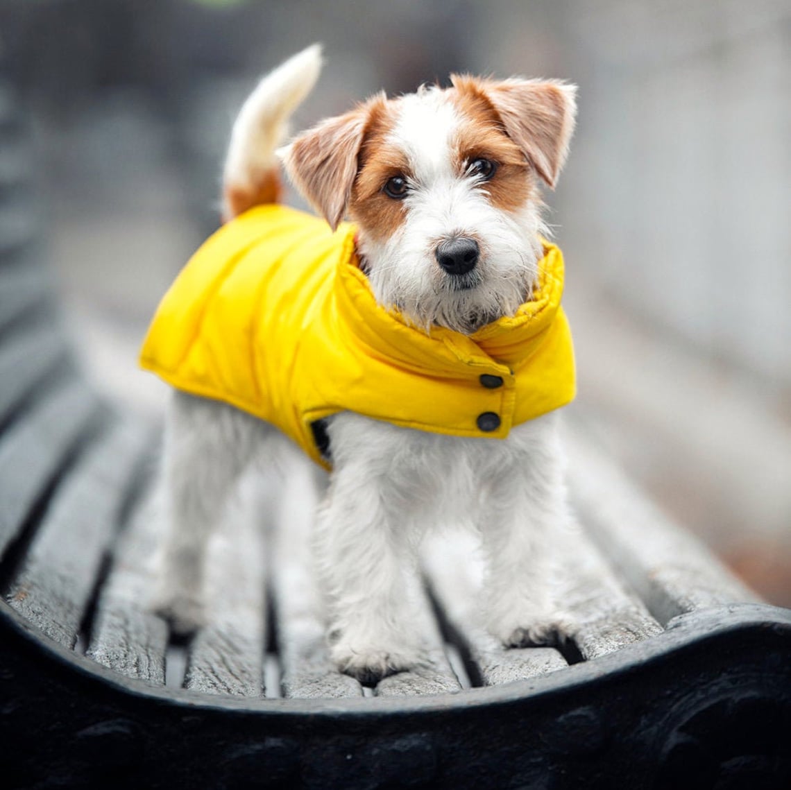 LovinPet Hundejacke Für Große Rassen – Leichter Flanell-Wintermantel Für Mastiff, Labrador & Co.