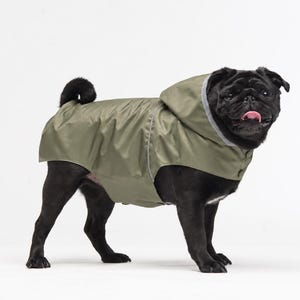 May include: A black pug wearing an olive green dog raincoat with a hood. The raincoat features a reflective silver trim along the edges and a button closure at the neck, providing coverage for the back and torso while leaving the legs free.