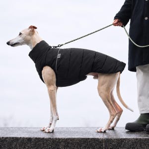 May include: A light-coloured dog with a slender build wearing a black quilted puffer coat with a high collar and a small rectangular label. The coat features horizontal stitching and a thin reflective trim along the shoulder area, secured by a lead.