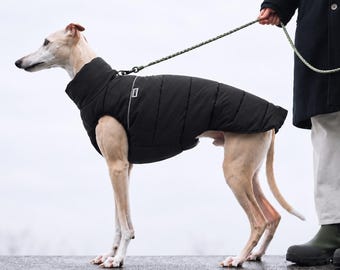 May include: A light-colored dog with a slender build wearing a black quilted puffer coat with a high collar and a small rectangular label. The coat features horizontal stitching and a thin reflective trim along the shoulder area, secured by a leash.