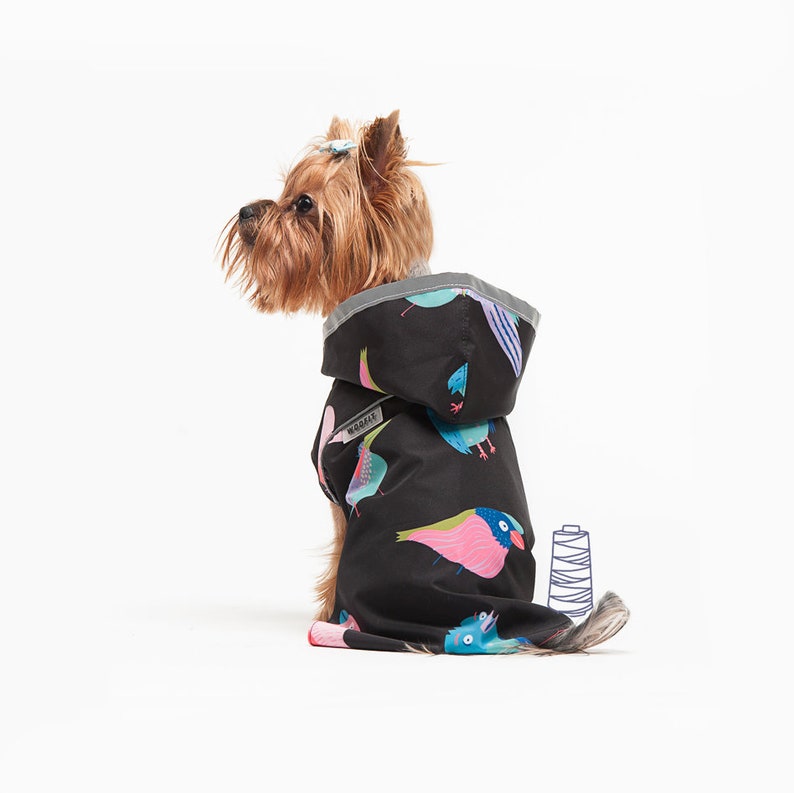 May include: A small, brown and tan Yorkshire Terrier dog wearing a black hooded raincoat with a colorful bird print. The raincoat has a gray trim and a small tag that says "Kookie".
