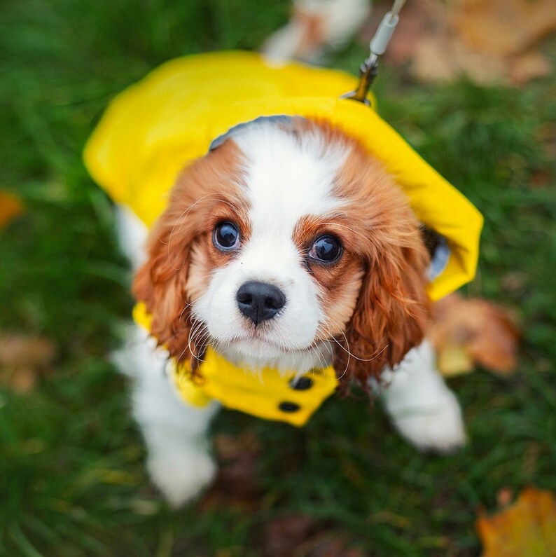 Raincoat for dog Clothing for dog Dog Wear Dog Jacket Pet Clothing Any Breed Gift image 5