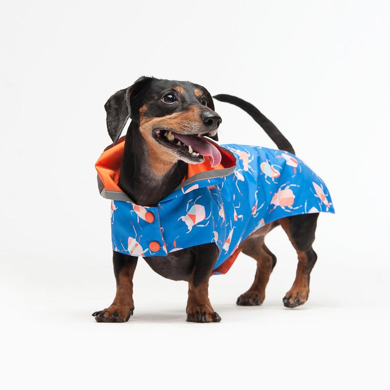 May include: A black and brown dachshund wearing a blue raincoat with a colorful bug pattern. The raincoat has an orange hood and a button closure.
