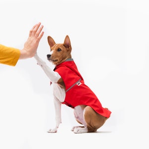 以下が含まれることがあります： 赤いフード付きレインコートを着た茶色と白のビーグル犬の赤ちゃんが、人の手にハイタッチをしています。