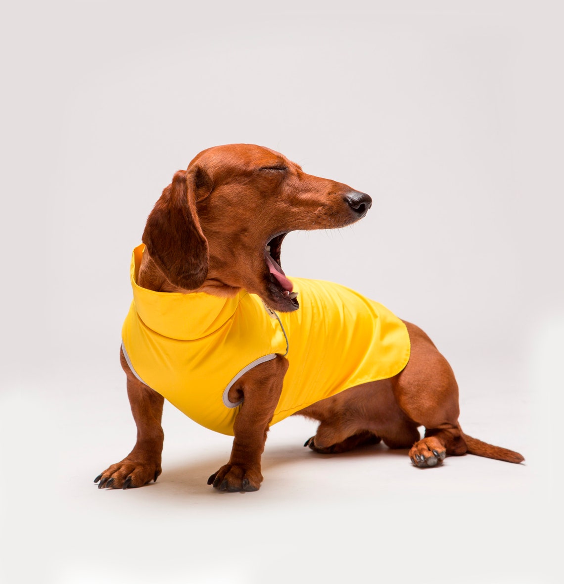 Rain jacket for dog Dachshund raincoat Raincoat for dog | Etsy