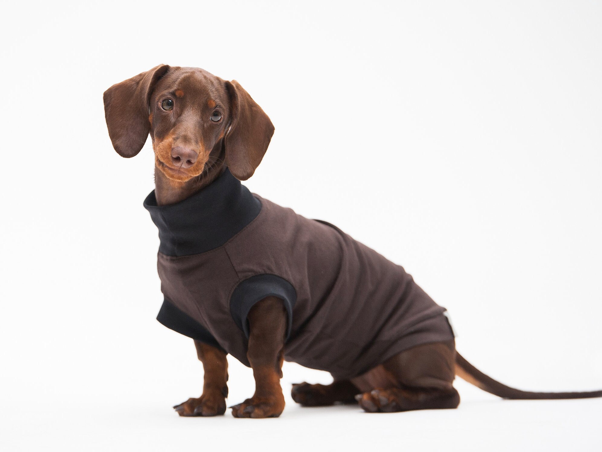 miniature dachshund clothes