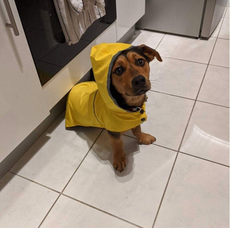 Raincoat for dog Clothing for dog Dog Wear Dog Jacket Pet Clothing Any Breed Gift Yellow