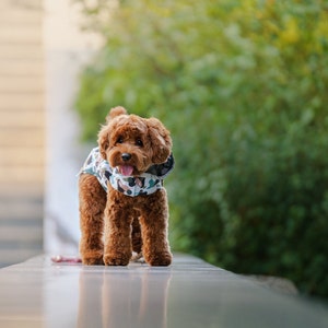 May include: A brown and white patterned dog jacket with a hood. A brown poodle dog is wearing the jacket and looking at the camera.