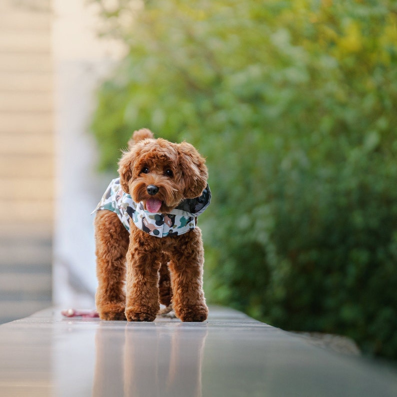 May include: A brown and white patterned dog jacket with a hood. A brown poodle dog is wearing the jacket and looking at the camera.