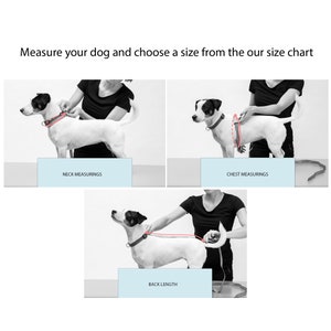 May include: Black and white image showing how to measure a dog for a harness. The image shows a person measuring the dog's neck, chest, and back length using a measuring tape.