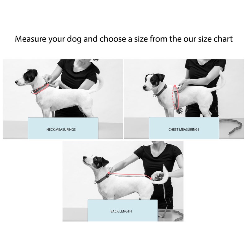 May include: Black and white image showing how to measure a dog for a harness. The image shows a person measuring the dog's neck, chest, and back length using a measuring tape.