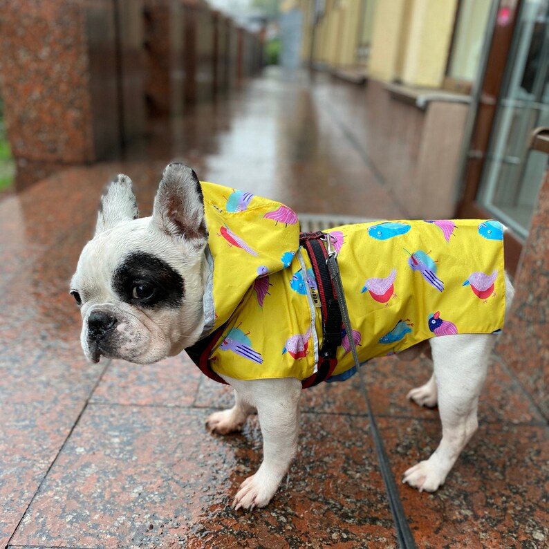 May include: A white and black French bulldog wearing a yellow raincoat with a colorful bird print. The raincoat has a hood and is designed for dogs.