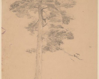 May include: A pencil drawing of a tall pine tree with a thick trunk and branches reaching up and out. The drawing is on a light brown paper with a faint texture. The artist's signature, "J.T. Cropsey Aug. 22d 1847", is in the lower right corner.