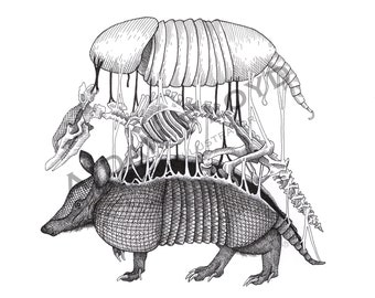 Armadillo Anatomy - Illustration | Art | Print | Original Artwork | Creepy