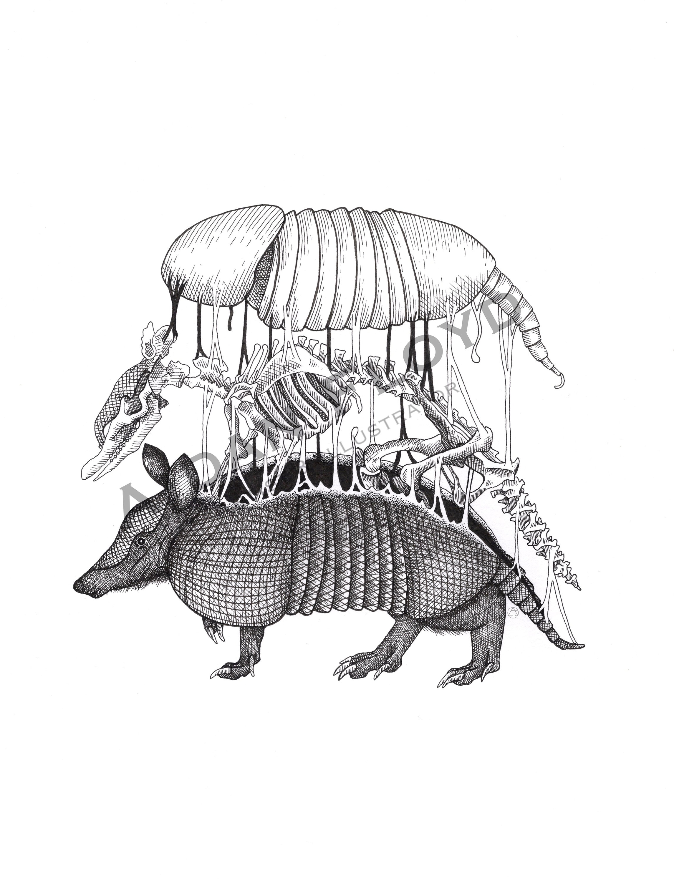 Armadillo Anatomy Illustration Art Print Original Etsy