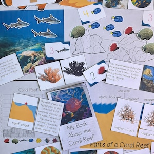 Pode incluir: Um jogo educativo colorido sobre recifes de coral. O jogo inclui um tabuleiro de jogo, cartas e peças. O tabuleiro de jogo apresenta um recife de coral com diferentes partes etiquetadas, como a crista do recife, o recife de trás e o recife da frente. As cartas apresentam diferentes tipos de corais, peixes e outras formas de vida marinha. As peças são usadas para representar as diferentes partes do recife de coral.