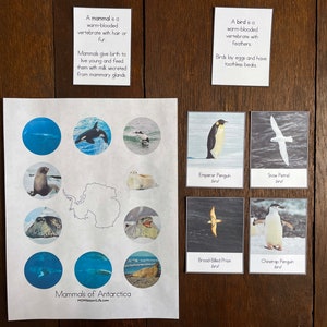 May include: A black and white illustration of Antarctica with a map of the continent. Surrounding the map are nine circles, each containing a different animal found in Antarctica. The animals include penguins, seals, and orcas. The text "Mammals of Antarctica" is at the bottom of the image.