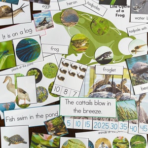May include: A set of colorful educational flashcards featuring images and words related to a pond ecosystem. The cards include images of frogs, tadpoles, turtles, dragonflies, and plants. The text on the cards includes words like "frog", "tadpole", "turtle", "dragonfly", "plants", "pond", "life cycle", "water", "eggs", "heron", "cattails", "breeze", "swim", "log", "froglet", and "animals at the pond".