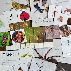 Può includere: Un set di flashcard colorate per imparare gli insetti e gli aracnidi. Le carte presentano illustrazioni di diversi insetti, tra cui un grillo, una coccinella, una libellula, una mantide religiosa e un ragno. Le carte includono anche del testo sulle caratteristiche degli insetti e degli aracnidi, come il numero di zampe, le parti del corpo e le ali.