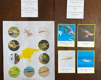 Montessori Vertebrates of Asia Bundle