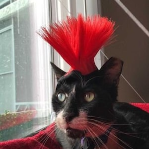 Pharaoh's Feline Immunodeficiency Virus (FIV) Mohawk