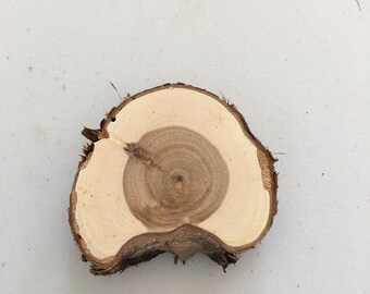 3-3 1/2 inch x 1 inch thick  Cedar Wood Slice