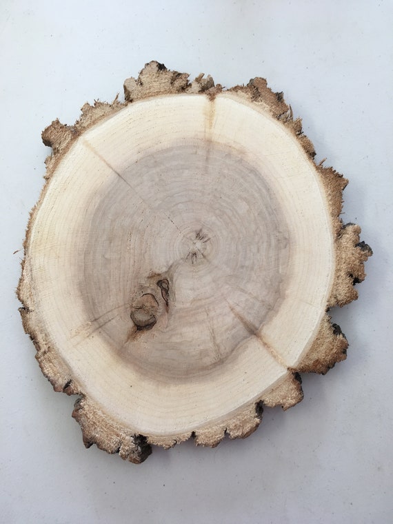 Willow Wood Slice 13 1 2 Inch X 1 Inch Thick Etsy