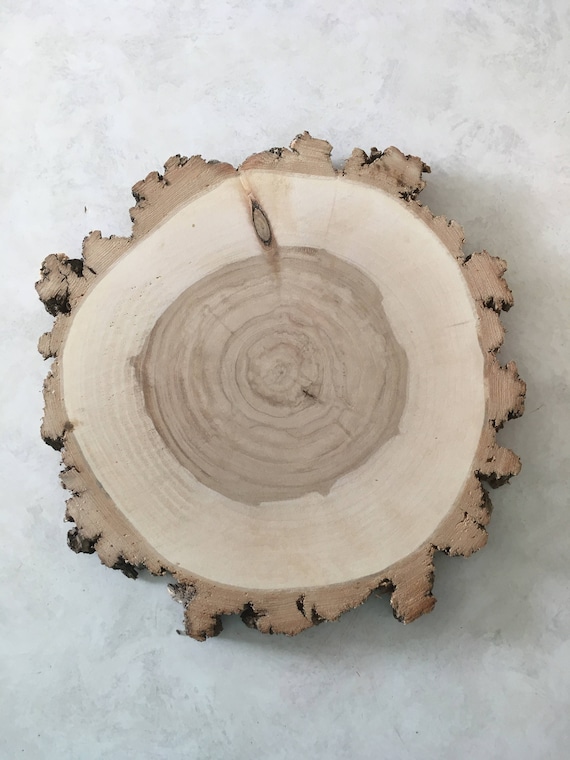 WILLOW Wood Slice 11-12 inch x 1 inch thick