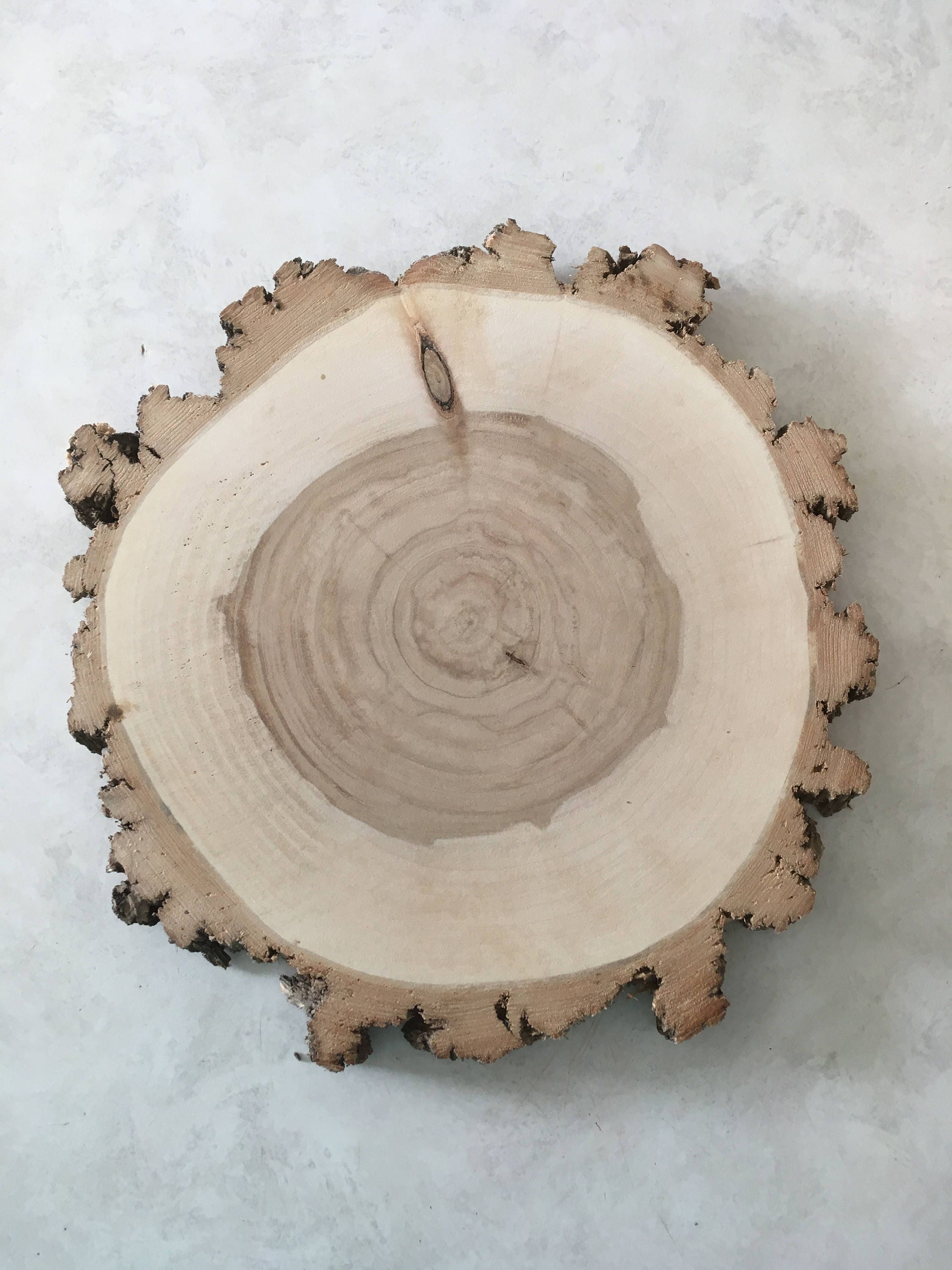WILLOW Wood Slice 1112 Inch X 1 Inch Thick Etsy