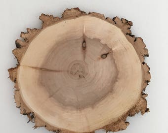 WILLOW WOOD Slice  8 1/2 inch x 1 inch thick