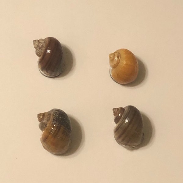 Set of 4 small Mystery Snail Magnets