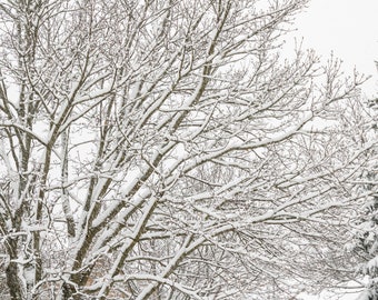 Winter Tree Branches in the Snow Photography Print- #8518 Winter Tree Branches Tree Wall Art Tranquil Winter Scene Nature Photography
