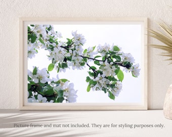 Flower Photography - White Apple Tree Blossoms Flower Photography Print - #2232, Apple Tree Blossoms Print, White Apple Tree Flowers Print