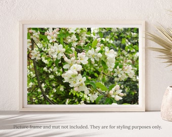 Flower Photography - White Apple Tree Blossoms Flower Photography Print - #8384, Flowering Apple Tree Print, Apple Tree Blossoms Print