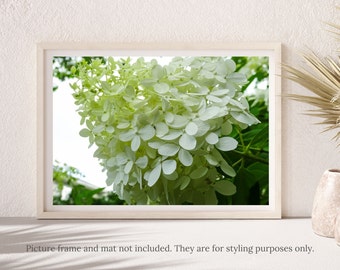 Limelight Hydrangea Photography - Limelight Hydrangeas Flower Photography Print - #C-9944, Hydrangeas Wall Art, Hydrangea Flowers Print