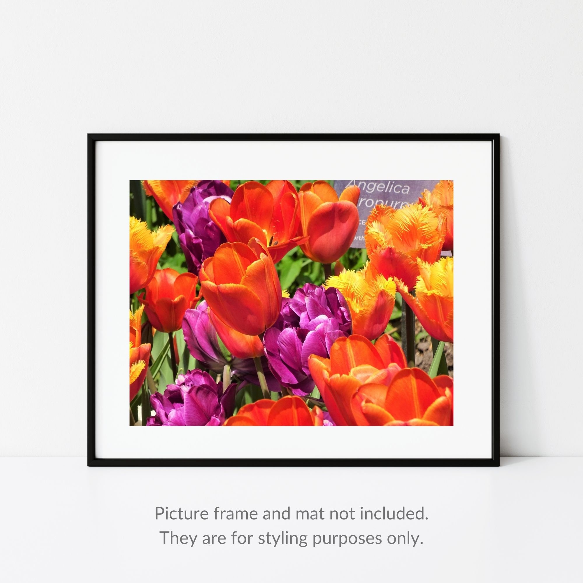 Tulips Photography Red and Purple Tulips