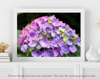 Hydrangea Photography - Purple and Pink Hydrangea Flower Photography Print - #6408, Hydrangea Flowers Print, Purple Hydrangea Flowers Photo