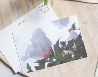 Hibiscus Flower Postcard - #3-130, Rose of Sharon Postcard, Flower Postcard, White Hibiscus Postcard, Floral Postcard, Hibiscus Postcard