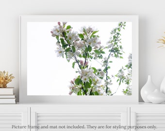 Flower Photography - White Apple Tree Blossoms Flower Photography Print - #8397, Apple Tree Blossoms Print, White Apple Tree Flowers Print